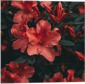 WallClassics - Vlag - Rode Bloem met Groen Blad - 50x50 cm Foto op Polyester Vlag