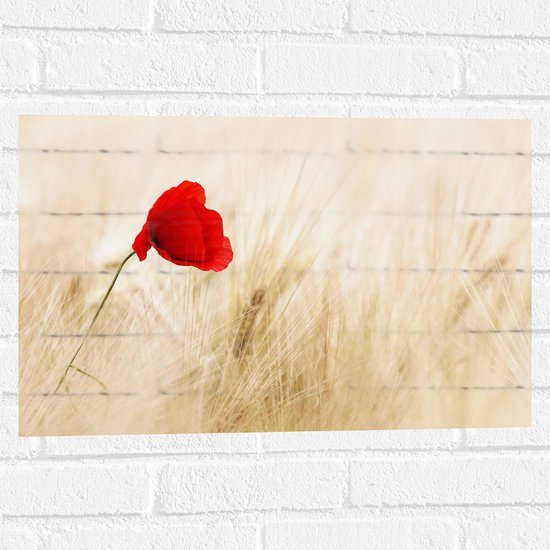 WallClassics - Muursticker - Rode Klaproos tussen de Droge Grassen - 60x40 cm Foto op Muursticker