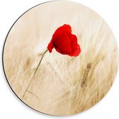 WallClassics - Cercle Mural Dibond - Coquelicot Rouge Entre les Herbes Sèches - Photo 30x30 cm sur Cercle Mural Aluminium (avec système d'accrochage)