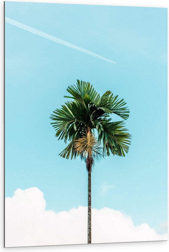 WallClassics - Dibond - Rechte Palmboom bij Blauwe Lucht en Wolken - 80x120 cm Foto op Aluminium (Wanddecoratie van metaal)