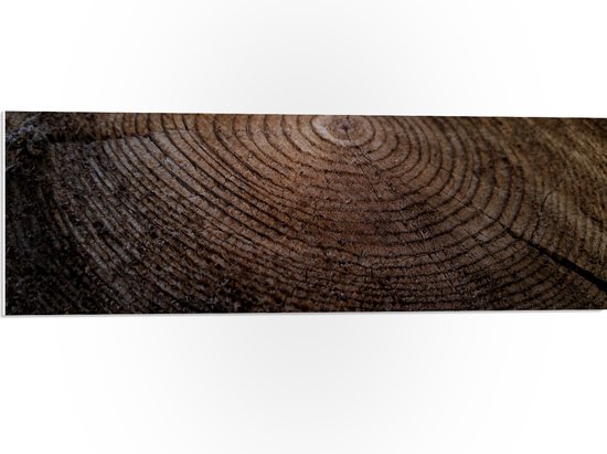 WallClassics - PVC Schuimplaat - Oude Dikke Boomstam - 90x30 cm Foto op PVC Schuimplaat (Met Ophangsysteem)