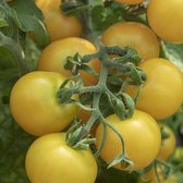 Tomaten zaden - Pottomaat Windowbox geel