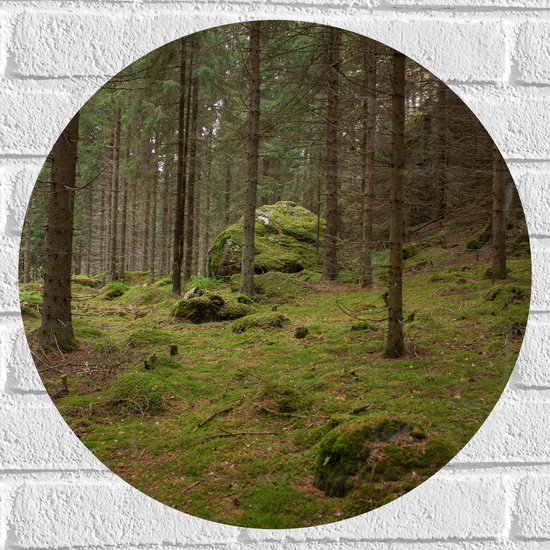 WallClassics - Muursticker Cirkel - Bos vol Mos - 50x50 cm Foto op Muursticker