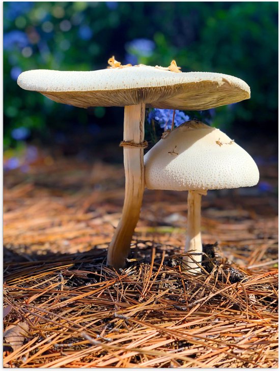 WallClassics - Poster (Mat) - Twee Paddenstoelen in het Bos - 60x80 cm Foto op Posterpapier met een Matte look