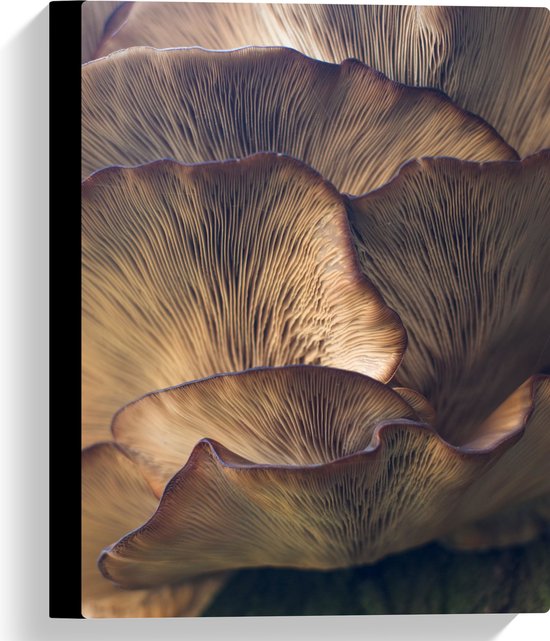 WallClassics - Canvas  - Mushrooms - 30x40 cm Foto op Canvas Schilderij (Wanddecoratie op Canvas)