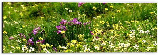 WallClassics - Dibond - Gekleurde Bloemetjes tussen het Groene Gras - 60x20 cm Foto op Aluminium (Met Ophangsysteem)