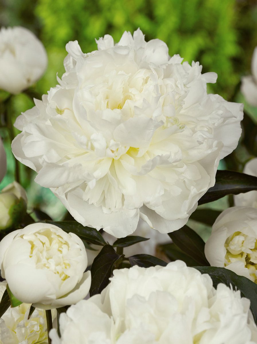 15x Pioenroos 'Paeonia duchesse de nemours' - BULBi® Bloembollen met bloeigarantie