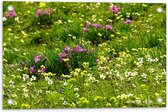 WallClassics - Poster de jardin - Fleurs colorées entre l'herbe verte - 60x40 cm Photo sur poster de jardin (décoration murale pour l'extérieur et l'intérieur)