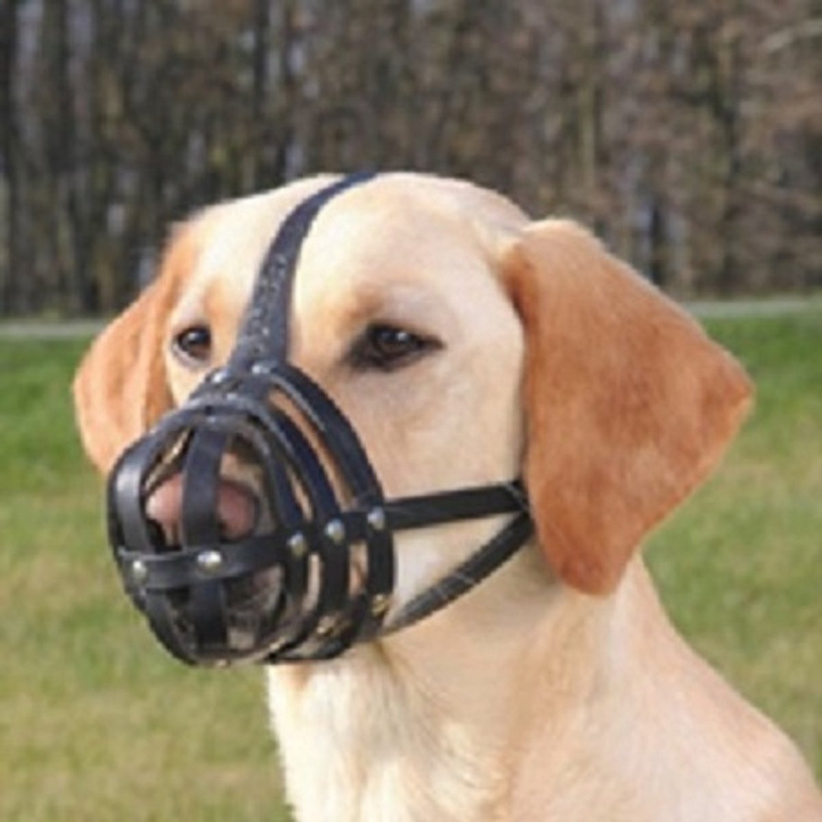 JuliusK9 Light Leather Muzzle muilkorf 31 cm