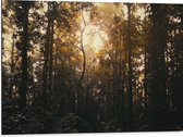 WallClassics - Dibond - Schemer in het Bos - 80x60 cm Foto op Aluminium (Met Ophangsysteem)