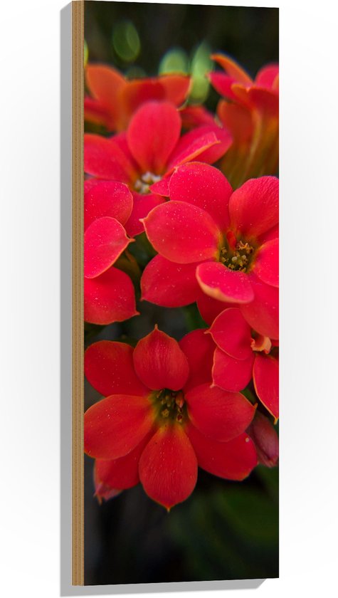 WallClassics - Bois - Gros Plan de Fleurs Rouges - 30x90 cm - 12 mm d'épaisseur - Photo sur Bois (Avec Système d'accrochage)