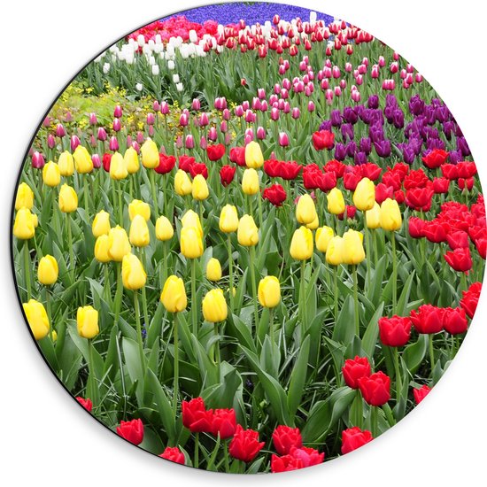 WallClassics - Dibond Muurcirkel - Gekleurde Tulpen Velden - 30x30 cm Foto op Aluminium Muurcirkel (met ophangsysteem)