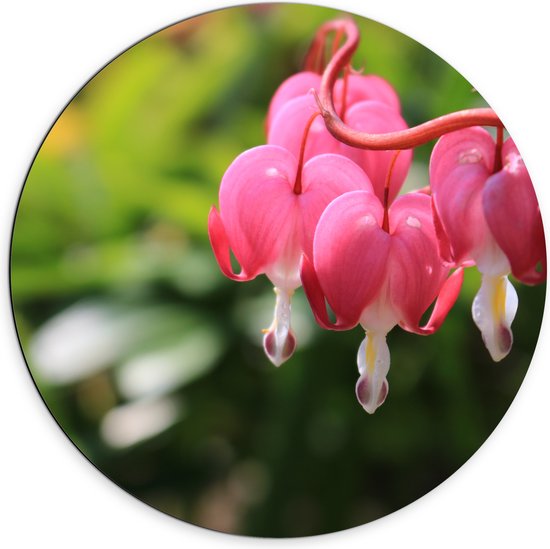WallClassics - Dibond Wall Circle - Broken Hartjes Plant in Pink - 70x70 cm Photo sur Aluminium Wall Circle (avec système d'accrochage)