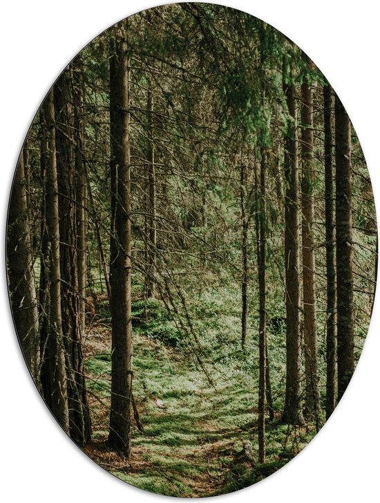 WallClassics - Dibond Ovaal - Groene Bladeren op de Grond van Bomen - 81x108 cm Foto op Ovaal (Met Ophangsysteem)