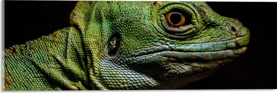 WallClassics - Acrylglas - Groen Reptiel met Zwarte Achtergrond - 60x20 cm Foto op Acrylglas (Wanddecoratie op Acrylaat)