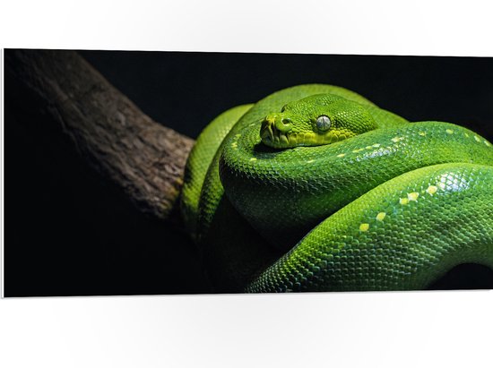 WallClassics - PVC Schuimplaat- Groene Boompython Slang op een Tak - 100x50 cm Foto op PVC Schuimplaat