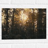 WallClassics - Muursticker - Schemer in het Bos - 40x30 cm Foto op Muursticker