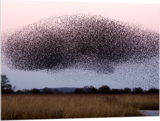 WallClassics - Acrylglas - Grote Zwerm Vogels in de Lucht - 100x75 cm Foto op Acrylglas (Wanddecoratie op Acrylaat)