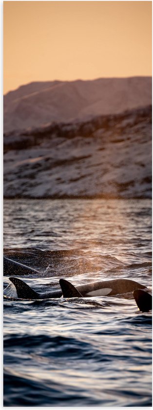 WallClassics - Poster (Mat) - Orca's in het Water - 20x60 cm Foto op Posterpapier met een Matte look