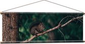 WallClassics - Textielposter - Eekhoorn hoog in de Boom - 120x40 cm Foto op Textiel
