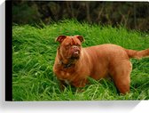 WallClassics - Canvas  - Hond Opzoek naar de Bal in het Gras - 40x30 cm Foto op Canvas Schilderij (Wanddecoratie op Canvas)