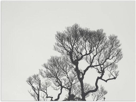 WallClassics - Poster (Mat) - Top van Kale Boom bij Grauw Lucht - 40x30 cm Foto op Posterpapier met een Matte look