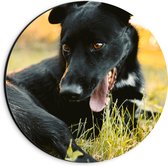 WallClassics - Dibond Muurcirkel - Lachende Zwarte Hond - 20x20 cm Foto op Aluminium Muurcirkel (met ophangsysteem)