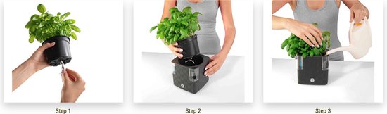 Stappenplan voor het plaatsen van een basilicumplant in een bewateringspot.