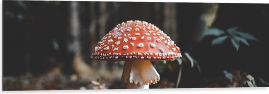 WallClassics - Dibond - Vliegenzwam met Herfstbladeren - 120x40 cm Foto op Aluminium (Wanddecoratie van metaal)