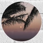 WallClassics - Muursticker Cirkel - Takken van Boom op Strand met Kleine Zon - 20x20 cm Foto op Muursticker