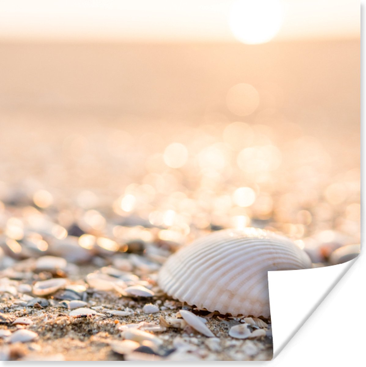 Poster Schelpen - Wit - Strand - Zomer - 30x30 cm