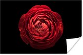 Poster Une renoncule rouge gros plan sur fond noir 180x120 cm - Tirage photo sur Poster (décoration murale salon / chambre) XXL / Groot format!