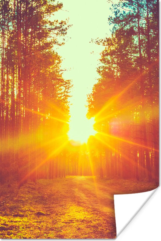 Poster Zonsondergang - Bomen - Bos - Natuur