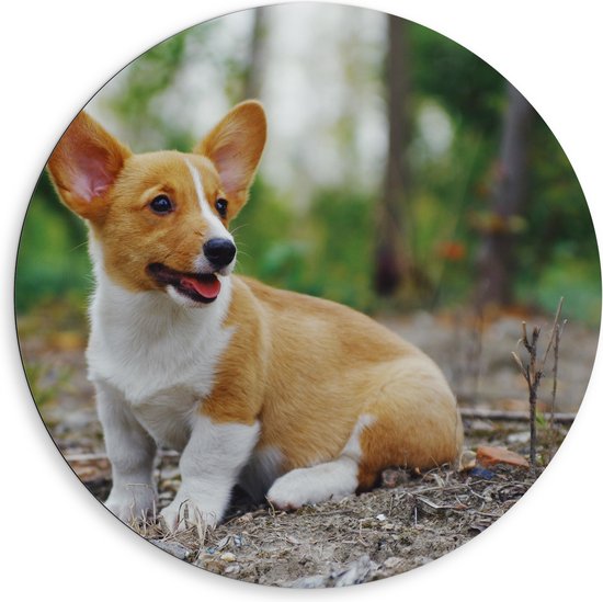 WallClassics - Dibond Muurcirkel - Lief Schattig Hondje op het Bospad - 80x80 cm Foto op Aluminium Muurcirkel (met ophangsysteem)