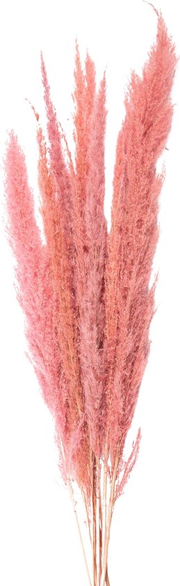 Clayre & Eef Droogbloemen 100 cm Roze Droogbloemen Droogboeket