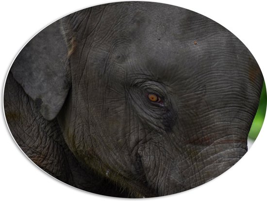 WallClassics - PVC Schuimplaat Ovaal - Close-Up van een Olifanten Hoofd - 80x60 cm Foto op Ovaal  (Met Ophangsysteem)