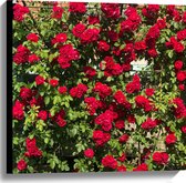WallClassics - Canvas  - Rode Rozenstruik - 60x60 cm Foto op Canvas Schilderij (Wanddecoratie op Canvas)