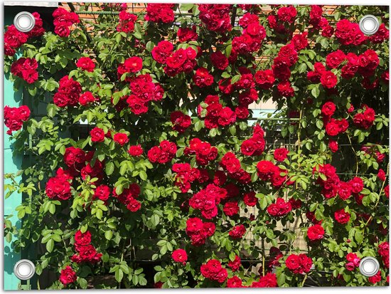 WallClassics - Tuinposter – Rode Rozenstruik - 40x30 cm Foto op Tuinposter  (wanddecoratie voor buiten en binnen)
