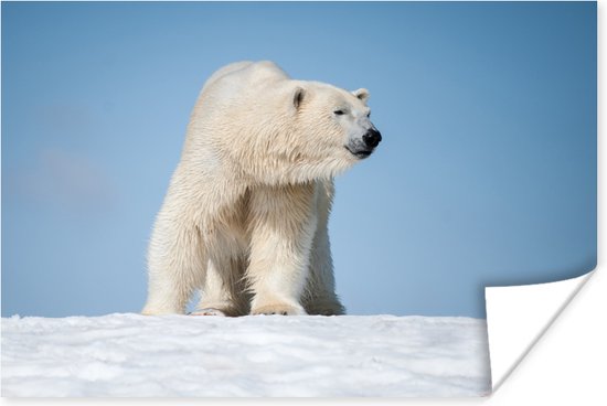 Poster IJsbeer - Sneeuw - Wit - 30x20 cm