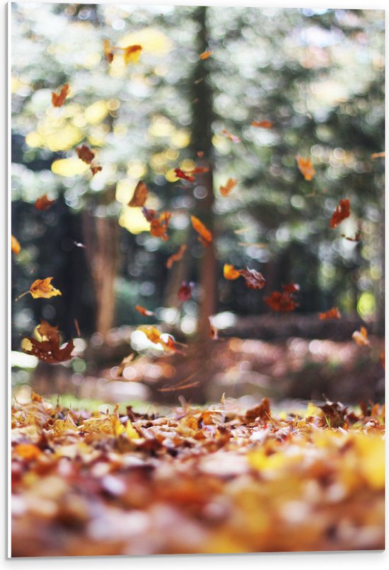 WallClassics - Feuille de Mousse PVC - Feuilles qui Tombent en Forêt - 40x60 cm Photo sur Feuille de Mousse PVC