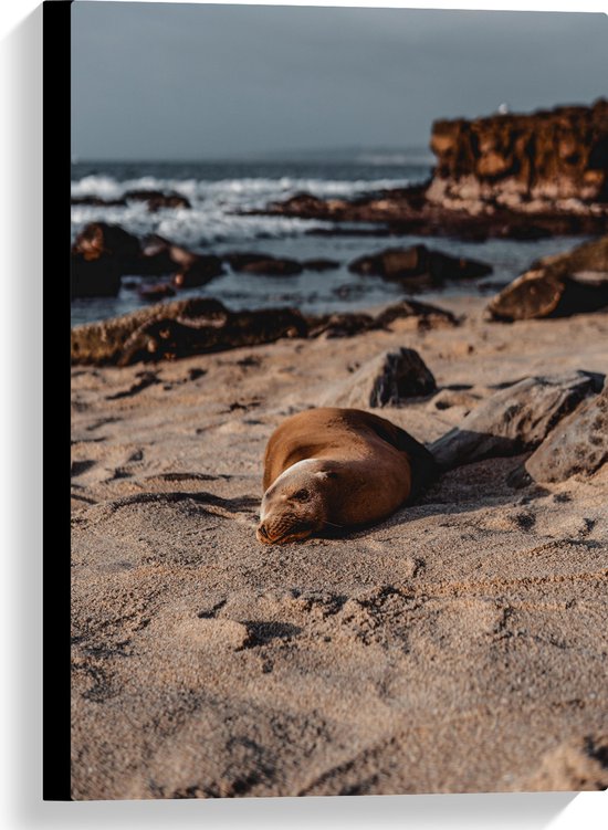 WallClassics - Canvas - Phoque Couché sur la Plage - 40x60 cm Photo sur Canvas Tableau (Décoration Murale sur Canvas)