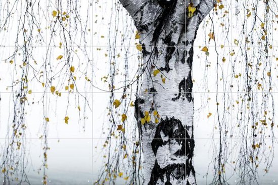 IXXI Birch Tree - Wanddecoratie - Fotografie - 120 x 80 cm