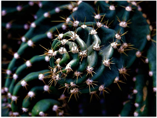 WallClassics - Poster Glossy - Prickles of Cactus - 40x30 cm Photo sur Papier Poster avec Finition Brillante