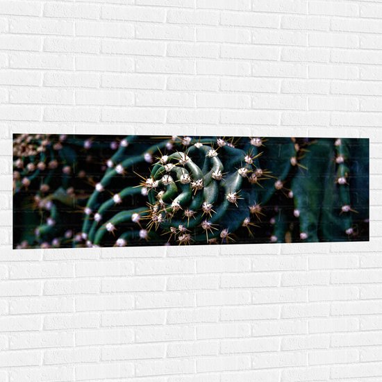 WallClassics - Muursticker - Prikkels van Cactus - 150x50 cm Foto op Muursticker
