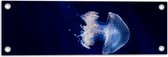 WallClassics - Tuinposter – Witte Kwal onder Blauw Water - 60x20 cm Foto op Tuinposter  (wanddecoratie voor buiten en binnen)