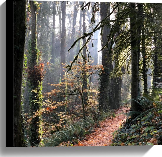 WallClassics - Toile - Chemin Forestier avec Arbres Couverts de Mousse - 40x60 cm