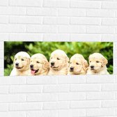 WallClassics - Muursticker - Vijf Puppies op een Rij - 90x30 cm Foto op Muursticker