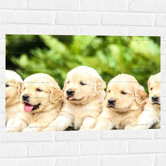 WallClassics - Muursticker - Vijf Puppies op een Rij - 75x50 cm Foto op Muursticker