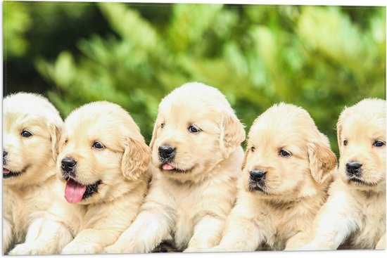 WallClassics - Vlag - Vijf Puppies op een Rij - 60x40 cm Foto op Polyester Vlag