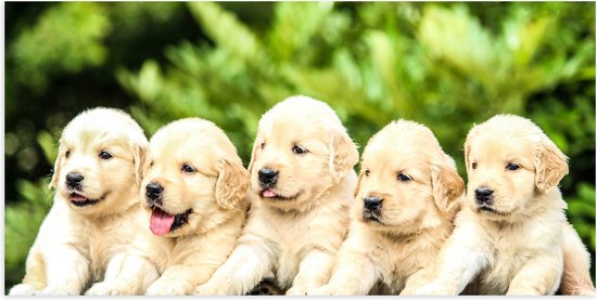 WallClassics - Poster Glanzend – Vijf Puppies op een Rij - 100x50 cm Foto op Posterpapier met Glanzende Afwerking